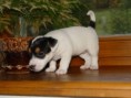/album/fotogalerie/britney-carpentalis-moravian-jpg/
